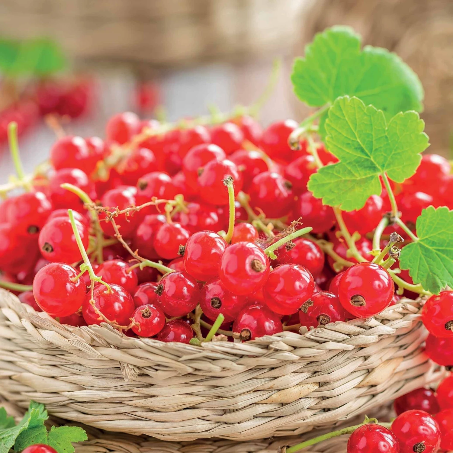 Groseillier Jonkheer Van Tets 4 Groseillier Jonkheer Van Tets – Image 4