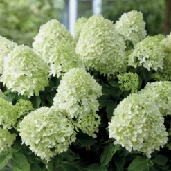 Hortensia Paniculé Little Spooky -Tigeobleu Soldes Magasin 80068 6 1700128802080 scaled