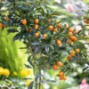 Kumquat