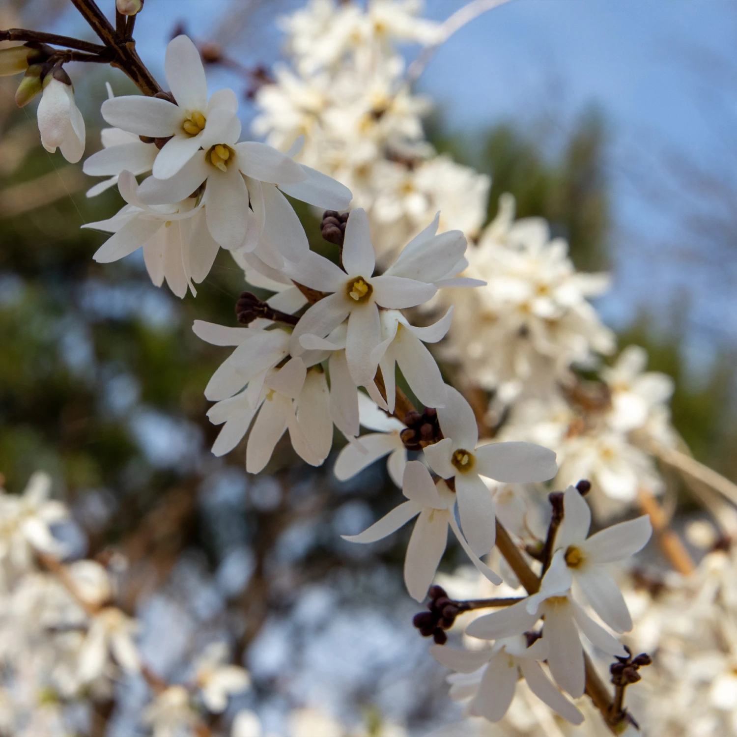Forsythias Blanc Et Rose 2 Forsythias Blanc Et Rose – Image 2
