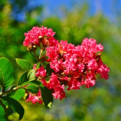 Lilas Des Indes Rouge 8 Lilas Des Indes Rouge -Tigeobleu Soldes Magasin ADO 020167 2 BK 1706102179237