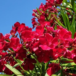 Meilleures ventes -Tigeobleu Soldes Magasin ADO 020394 5 1706625592987 scaled