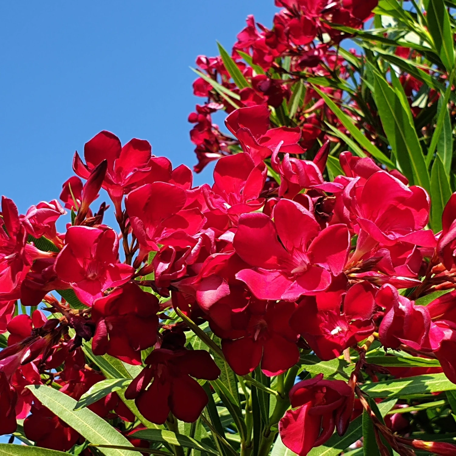 Laurier-rose Rouge 2 Laurier-rose Rouge – Image 2