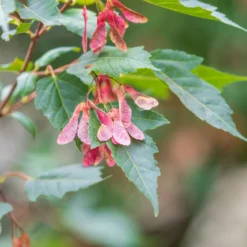 Erable Du Fleuve Amour -Tigeobleu Soldes Magasin ADO 028202 3 1706627726955 scaled