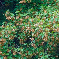 Erable Du Fleuve Amour -Tigeobleu Soldes Magasin ADO 028202 4 1706627741042 scaled