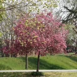 Pommier D'ornement Liset 9 Pommier D'ornement Liset -Tigeobleu Soldes Magasin ADO 028221 5 1706692253010