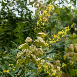 Savonnier -Tigeobleu Soldes Magasin ADO 028353 4 1706696506942