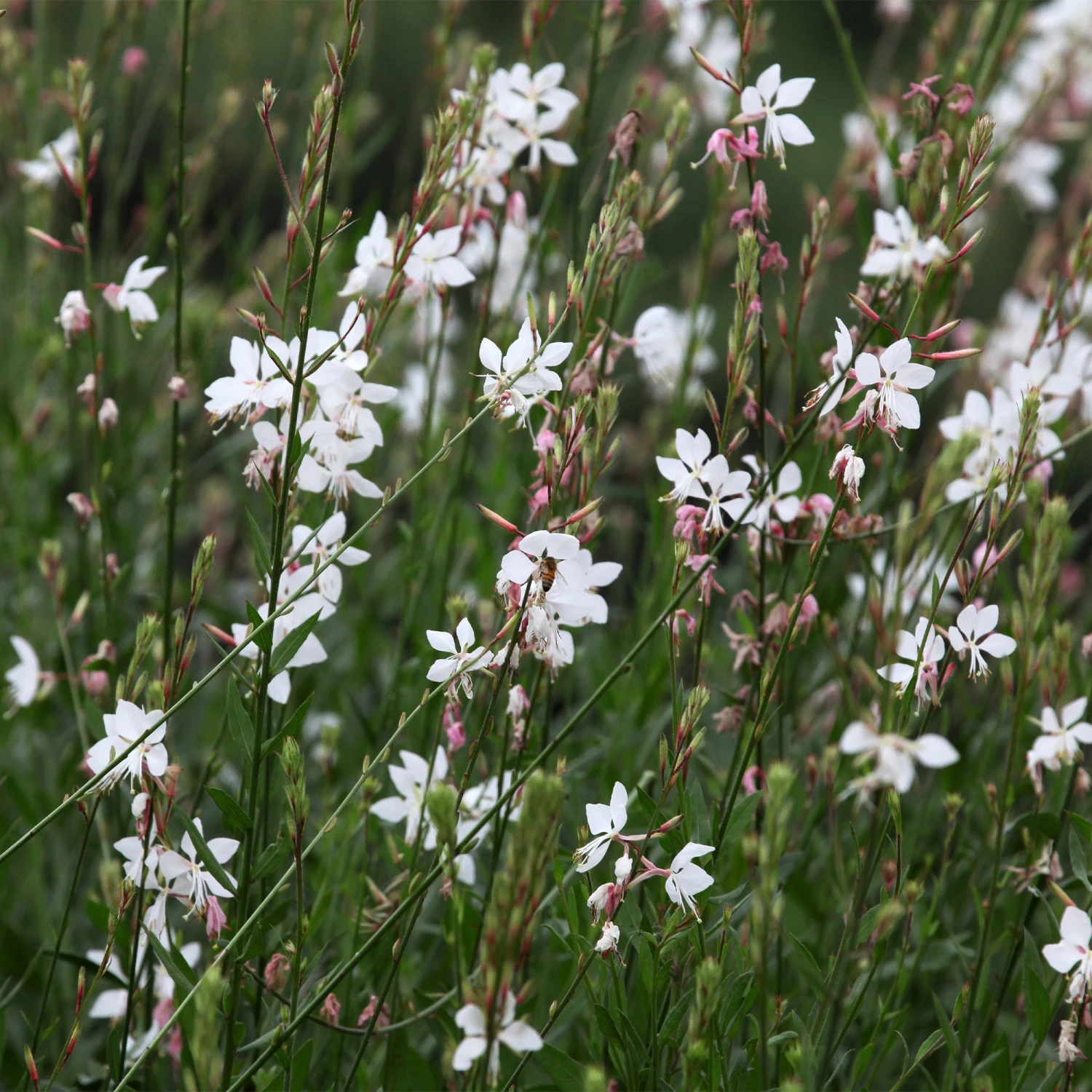Gaura Blanche 2 Gaura Blanche – Image 2