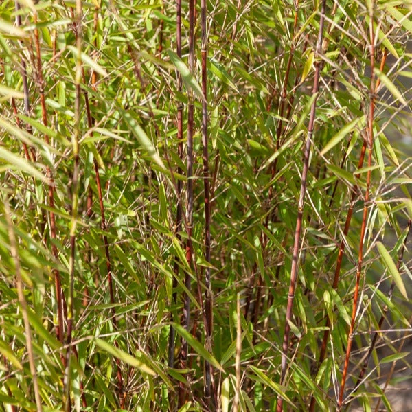 Bambou à Cannes Rouges Non-traçant 2 Bambou à Cannes Rouges Non-traçant – Image 2