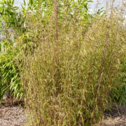 Bambou à Cannes Rouges Non-traçant 6 Bambou à Cannes Rouges Non-traçant -Tigeobleu Soldes Magasin HOR 005863 2 BK 1703081750265