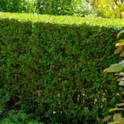 Haie De Troenes Verts