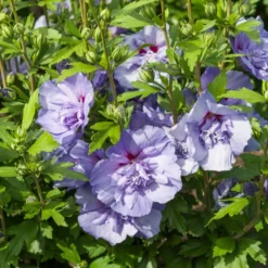 Meilleures ventes -Tigeobleu Soldes Magasin HOR 031556 2 1705330984302