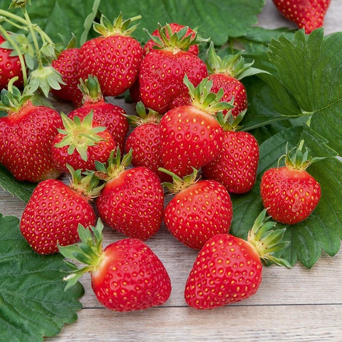 Fraisier Rubis Des Jardins 1 Fraisier Rubis Des Jardins