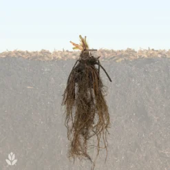 20 Fraisiers Remontants La Savoureuse De Willemse ® -Tigeobleu Soldes Magasin QL Fraisiers WIL 1708002385463