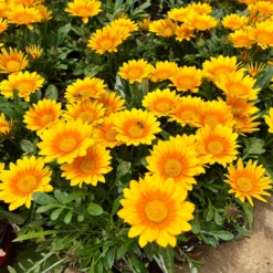 3 Gazania Suncarpet® -Tigeobleu Soldes Magasin VDV 031549 3 1705329429107 scaled