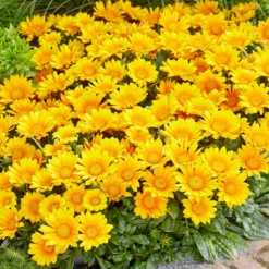 3 Gazania Suncarpet® -Tigeobleu Soldes Magasin VDV 031549 4 1705329446890 scaled
