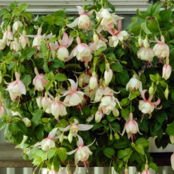 3 Fuchsias Résistants Au Gel Annabel 6 3 Fuchsias Résistants Au Gel Annabel -Tigeobleu Soldes Magasin VIS 001838 4 1706697753052