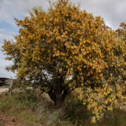 Chêne Vert -Tigeobleu Soldes Magasin ado 103258 2 scaled