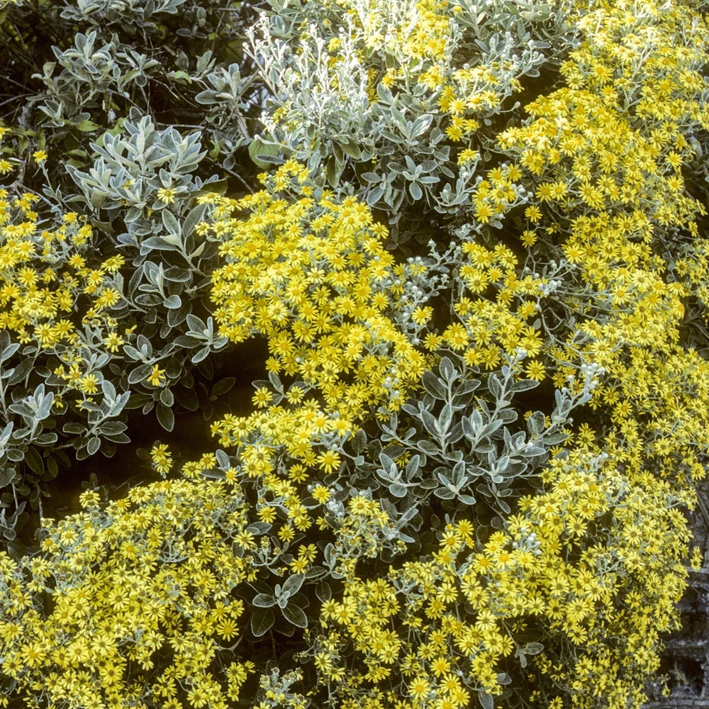 Senecio Compacta Drysdale 2 Senecio Compacta Drysdale – Image 2