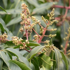 Manguier Rare 'Kensington' 5 Manguier Rare 'Kensington' -Tigeobleu Soldes Magasin ado 106856 2