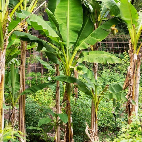 Collection De 3 Bananiers Sakhalin / Sapporo / Basjoo X Hybridum 1 Collection De 3 Bananiers Sakhalin / Sapporo / Basjoo X Hybridum