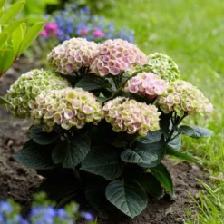 Hortensia Revolution Pink