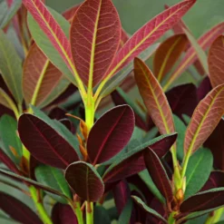 Rhododendron Wine & Roses -Tigeobleu Soldes Magasin bak 82864 3