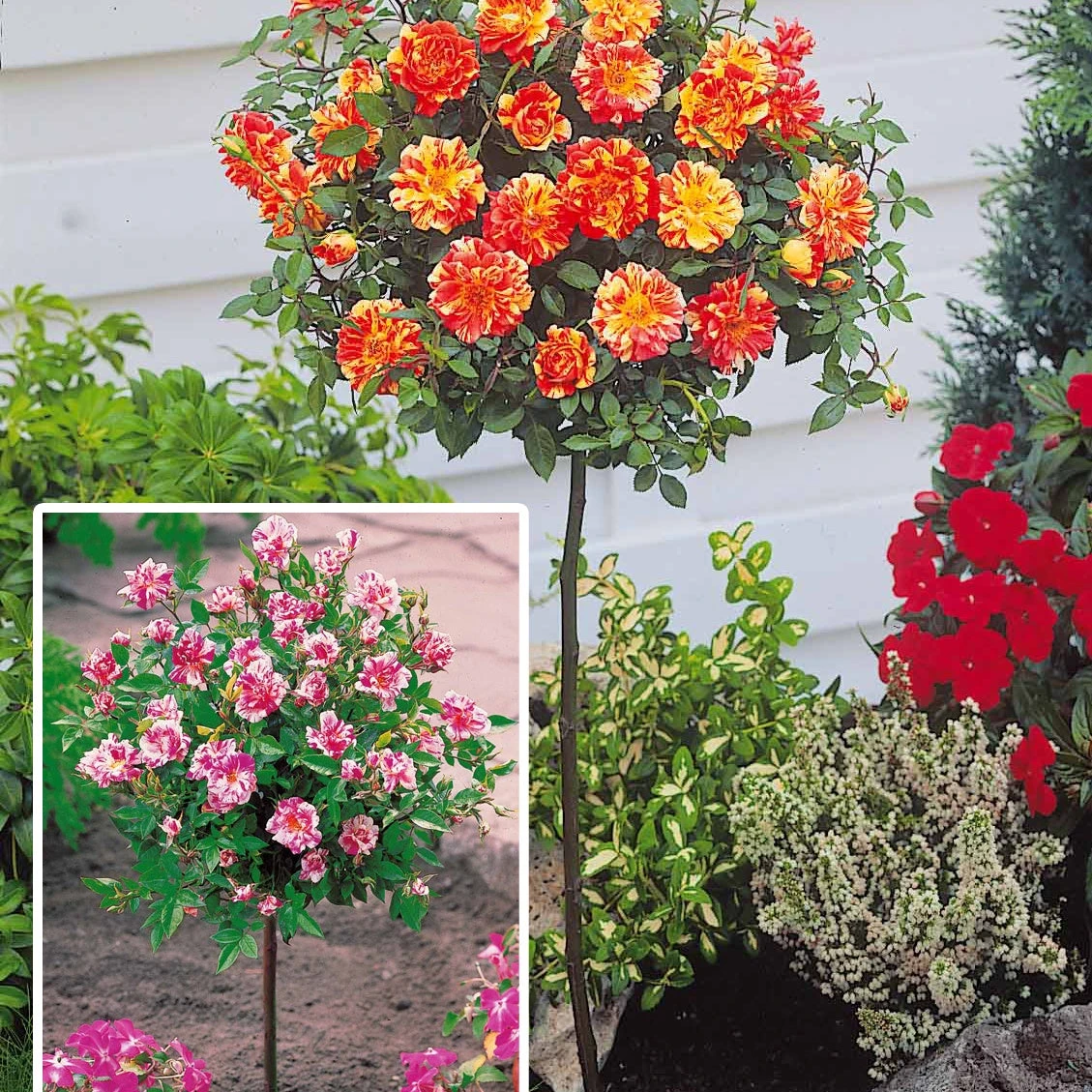 Collection De 2 Mini-rosiers Sur Tiges Armida Et Mousha 1 Collection De 2 Mini-rosiers Sur Tiges Armida Et Mousha