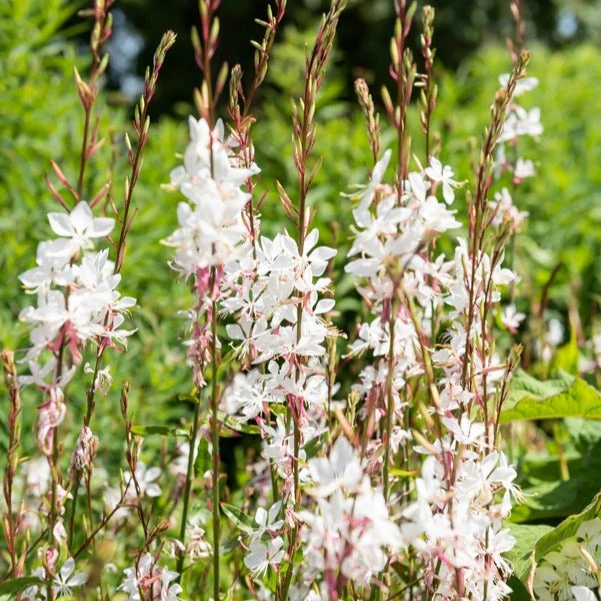 Gaura Blanche 4 Gaura Blanche – Image 4