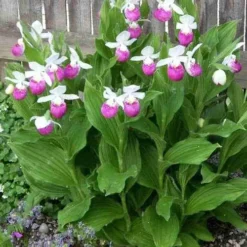 Orchidée Terrestre 'cypripède Royal' 5 Orchidée Terrestre 'cypripède Royal' -Tigeobleu Soldes Magasin jar 105692 3