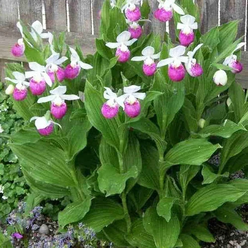 Orchidée Terrestre 'cypripède Royal' 3 Orchidée Terrestre 'cypripède Royal' – Image 3