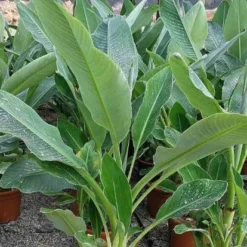 Bananier Nain Chinois 'Lotus D'or' -Tigeobleu Soldes Magasin jar 105766 4