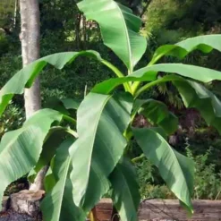Bananier Du Japon 'Sakhalin' 7 Bananier Du Japon 'Sakhalin' -Tigeobleu Soldes Magasin jar 107142 1