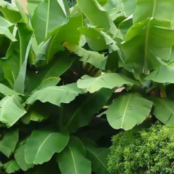 Bananier Du Japon 'Sakhalin' 9 Bananier Du Japon 'Sakhalin' -Tigeobleu Soldes Magasin jar 107142 5