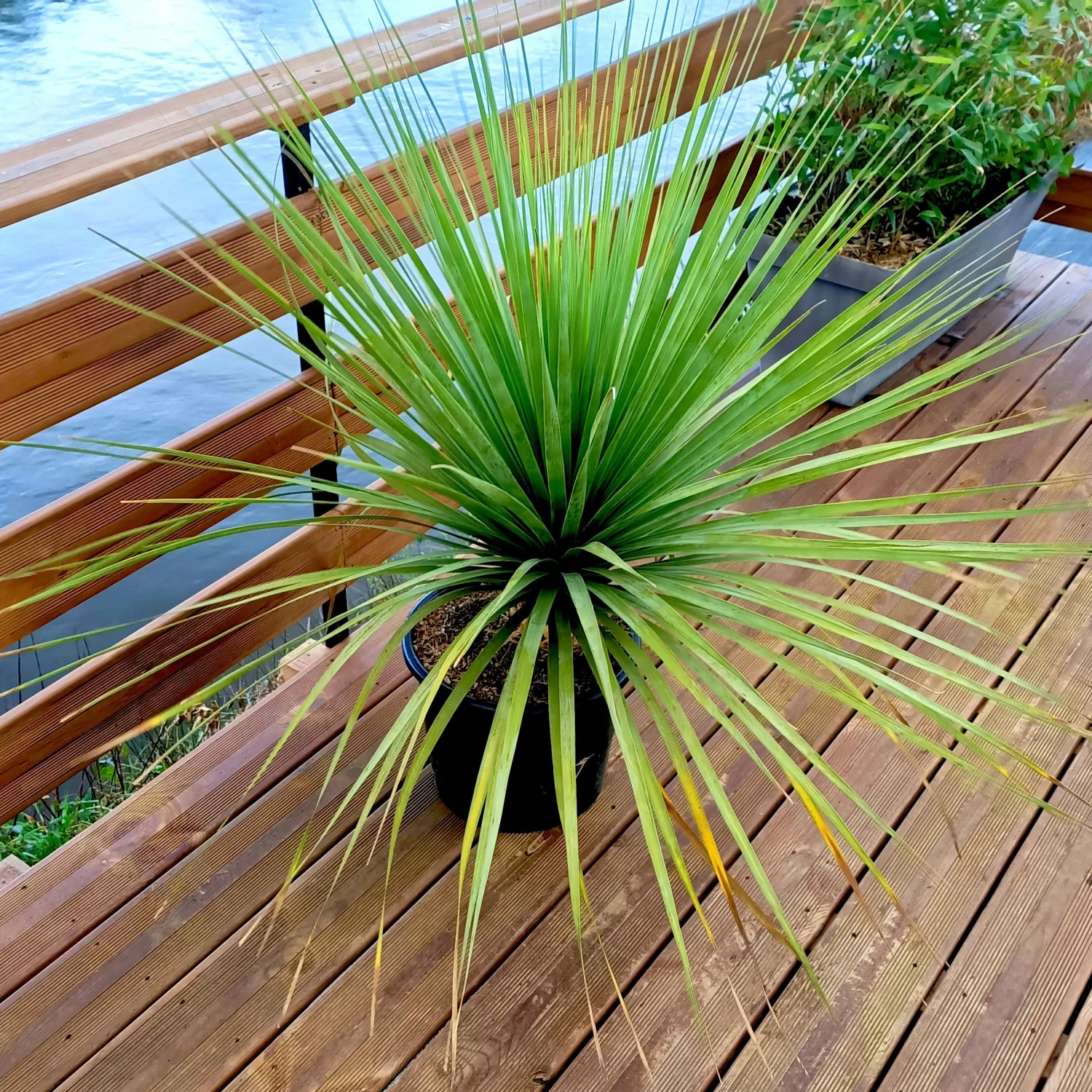 Noline Bleue 2 Noline Bleue – Image 2