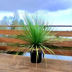 Noline Bleue 5 Noline Bleue -Tigeobleu Soldes Magasin laf 103619 3