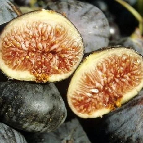 Figuier Violette De Solliès 2 Figuier Violette De Solliès – Image 2