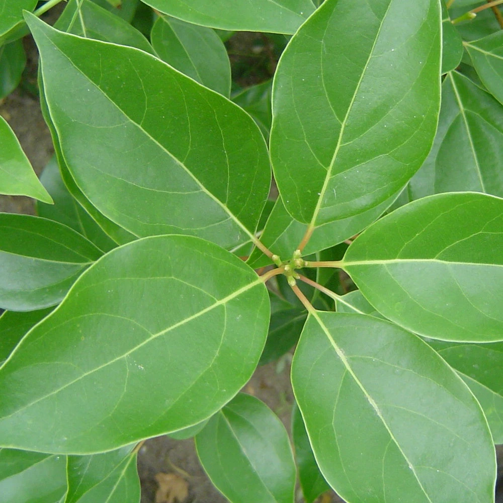 Camphrier 3 Camphrier – Image 3