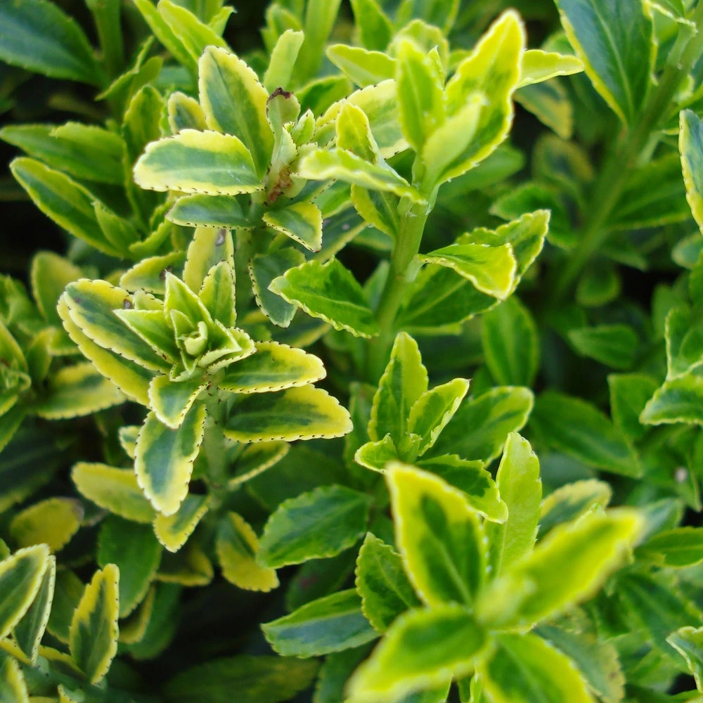 3 Fusains Du Japon aureovariegatus 1 3 Fusains Du Japon aureovariegatus