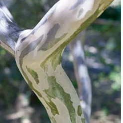 Lilas Des Indes Braise D'été ® Indybra -Tigeobleu Soldes Magasin lil 100826 3 1706087795403