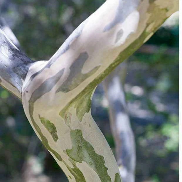 Lilas Des Indes Rouge 5 Lilas Des Indes Rouge – Image 5