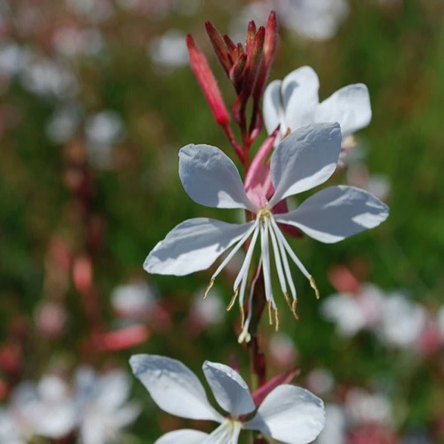 Gaura Blanche 5 Gaura Blanche – Image 5