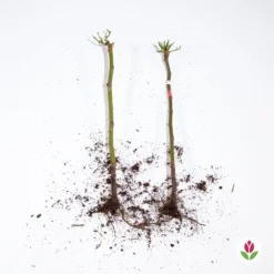 Collection De 2 Mini-rosiers Sur Tiges Armida Et Mousha 7 Collection De 2 Mini-rosiers Sur Tiges Armida Et Mousha -Tigeobleu Soldes Magasin qlz 103789 4 1706093561197