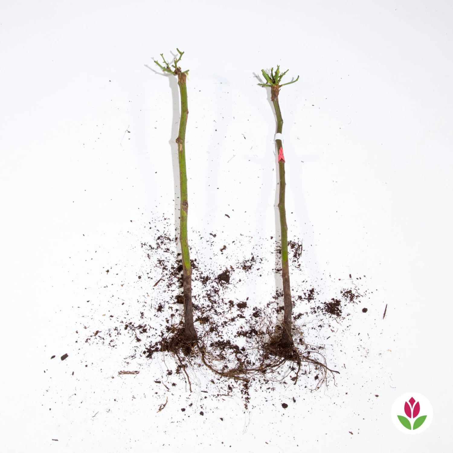 Collection De 2 Mini-rosiers Sur Tiges Armida Et Mousha 4 Collection De 2 Mini-rosiers Sur Tiges Armida Et Mousha – Image 4