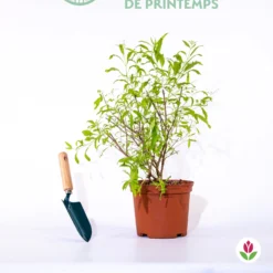 Caryopteris Worcester Gold 5 Caryopteris Worcester Gold -Tigeobleu Soldes Magasin qlz 104060 2 1706102827180