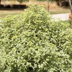 Pittosporum Tenuifolium Variegatum -Tigeobleu Soldes Magasin rav 103406 6 1705482463714