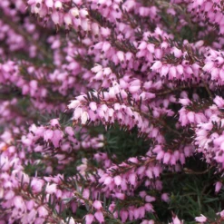 3 Bruyères D'hiver Roses -Tigeobleu Soldes Magasin ren 100311 6