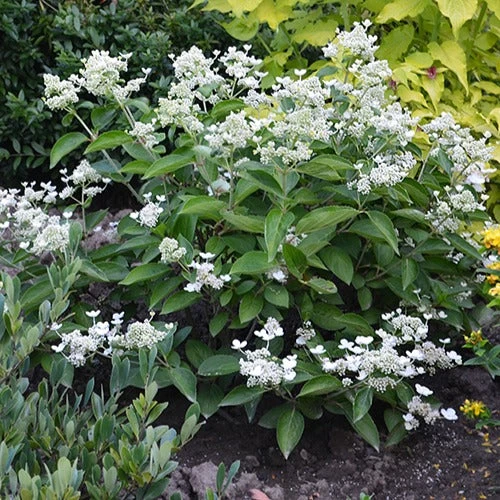 Hortensia Paniculé Prim'White® Dolprim 3 Hortensia Paniculé Prim'White® Dolprim – Image 3