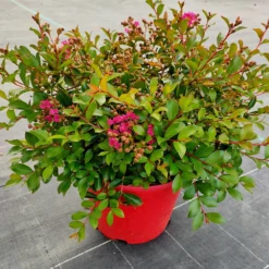 Lilas Des Indes Lilas D'été Mimie® Fuchsia -Tigeobleu Soldes Magasin ren 101496 4 1706537170920