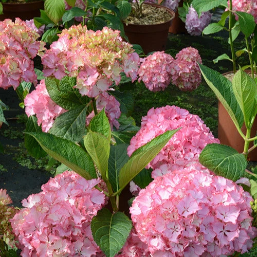 Hortensia So Long® Sunny 1 Hortensia So Long® Sunny